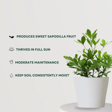 Miracle fruit plant for exotic gardens